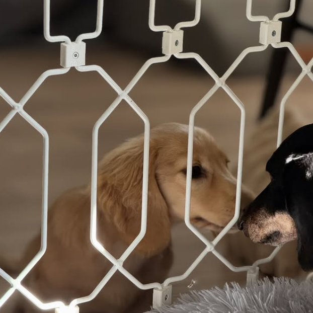 Dog’s Front Doors Gate
